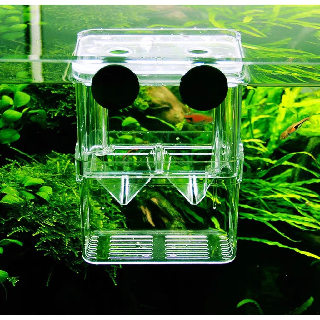 BREEDING / ISOLATION BOX FOR GUPPY, MOLLY, SWORDTAIL FISH | Shopee Malaysia