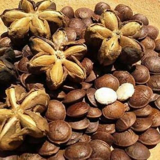 Sacha Inchi Seeds Benih Sacha Inchi Shopee Malaysia