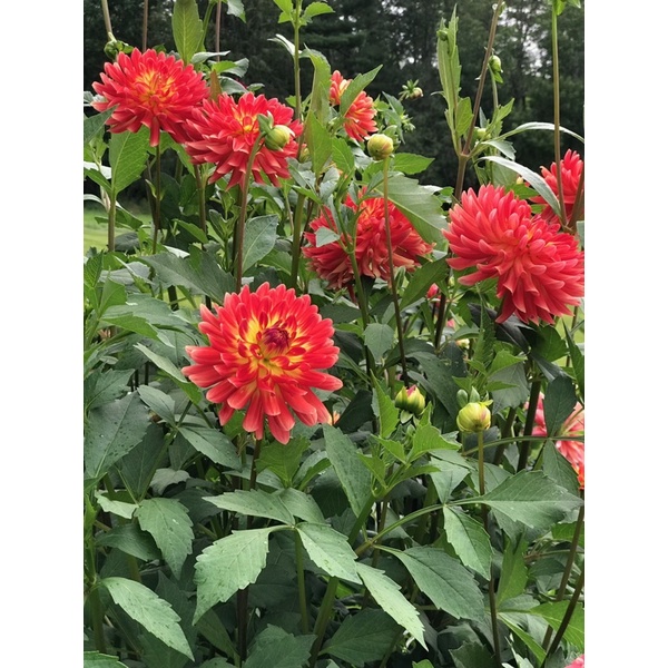 Anak Pokok Bunga Dahlia Pokok Hidup Pokok Subur Live Plant Shopee Malaysia
