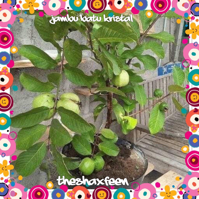 Anak pokok jambu batu kristal Indonesia Shopee Malaysia Anak pokok jambu batu kristal Indonesia Shopee Malaysia