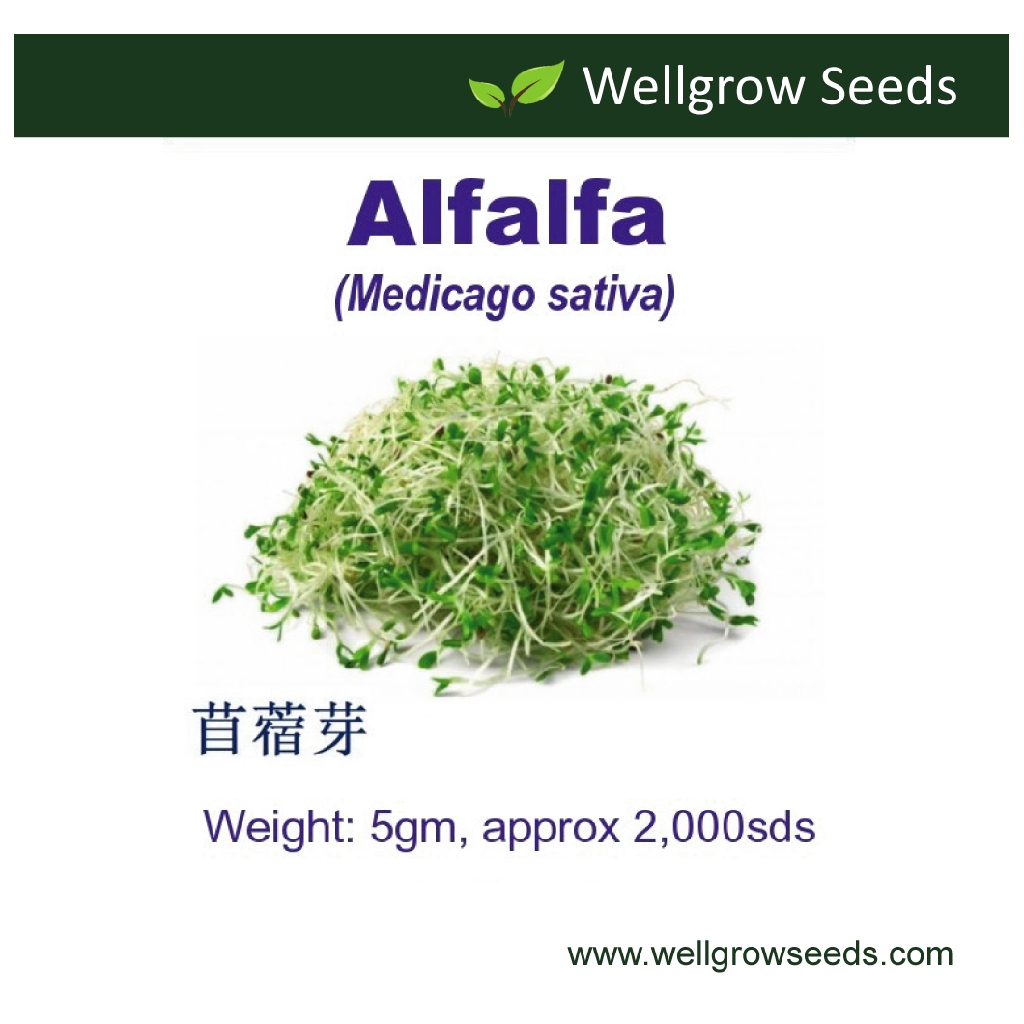 Alfalfa Sprout Seeds (5gm, approx 2,000 sds) 苜蓿芽 Vegetable Seeds Wellgrow Seeds