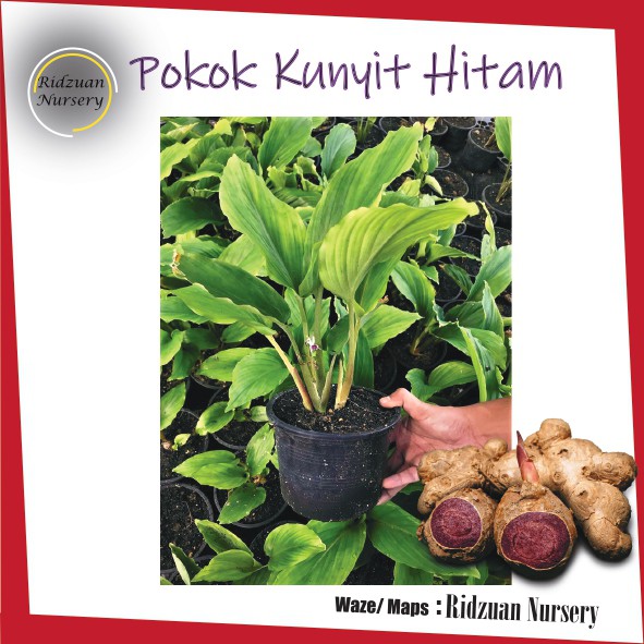 Kunyit Hitam Original /Pokok Kunyit/Black Tumeric | Shopee ...