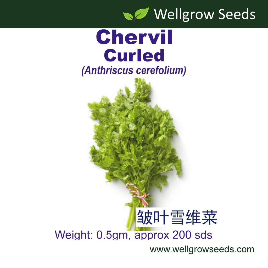 Chervil Curled (0.5gm ≈200sds) 皱叶雪维菜 Ulam Lamjee Vegetable Seeds Wellgrow Seeds