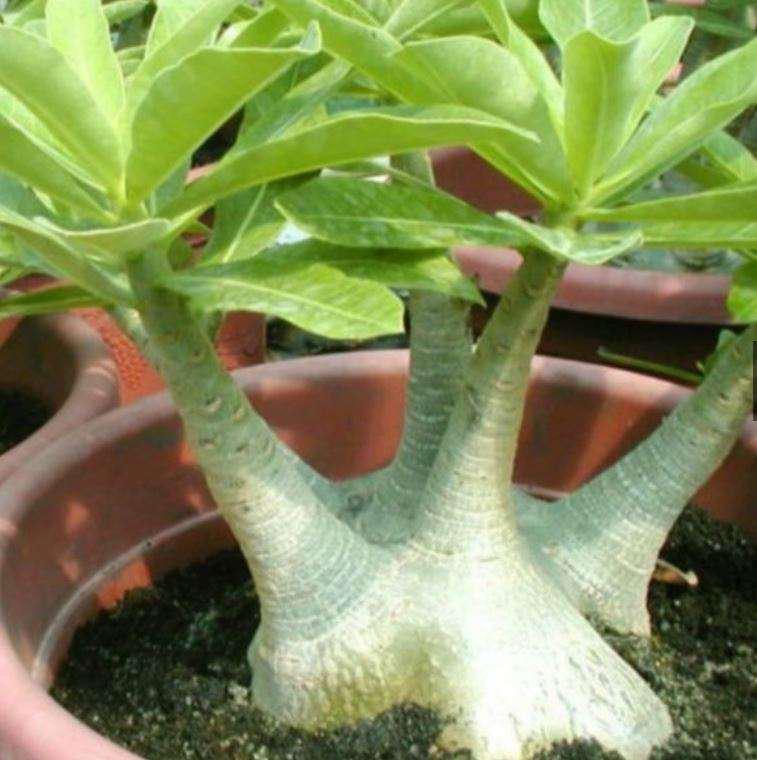 Adenium Arabicum Brazilian Seeds阿拉伯品种的富贵花种子 Shopee Malaysia