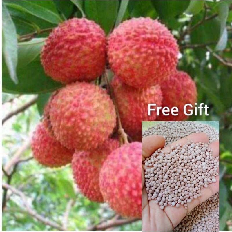 Pokok laici khawin u0026 belian 4pokok dapat Free Gift  Shopee Malaysia