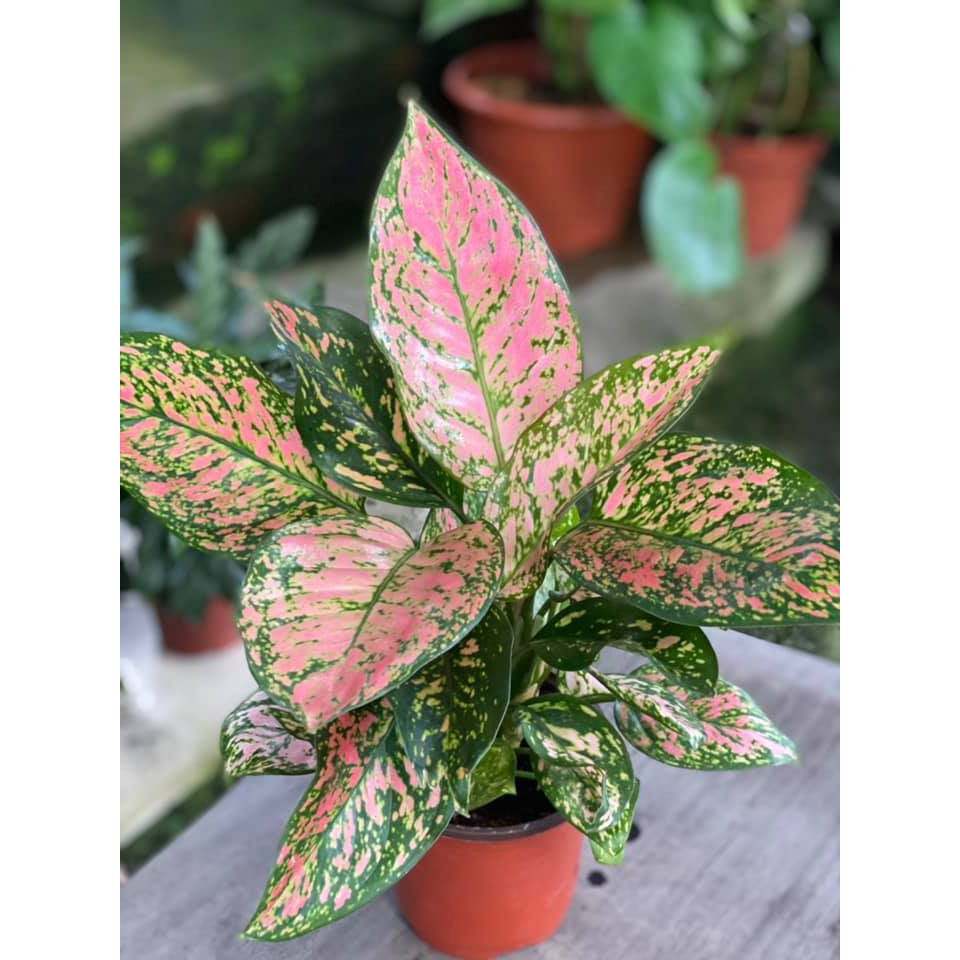 BG-Aglaonema lady valenytine/live plant | Shopee Malaysia