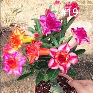 R S 现货 重瓣富贵花种子沙漠玫瑰种子adenium Obesum Seeds Shopee Malaysia