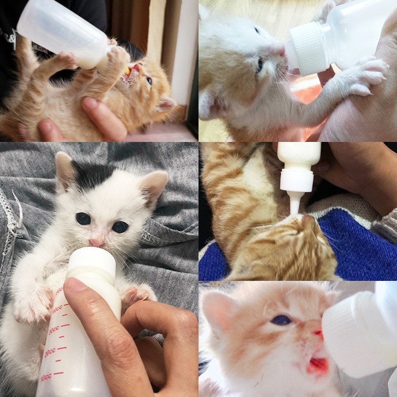 (Low Price) Feeding Bottle Full Set 60ml Kitten Pet Puppy Cat Kitten