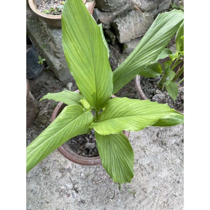 Buy Anak Pokok Kunyit Daun Kunyit Seetracker Malaysia