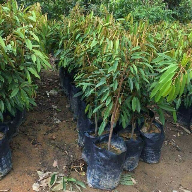 Anak Pokok Musang King Bersaiz Tinggi 4 5 Kaki Shopee Malaysia