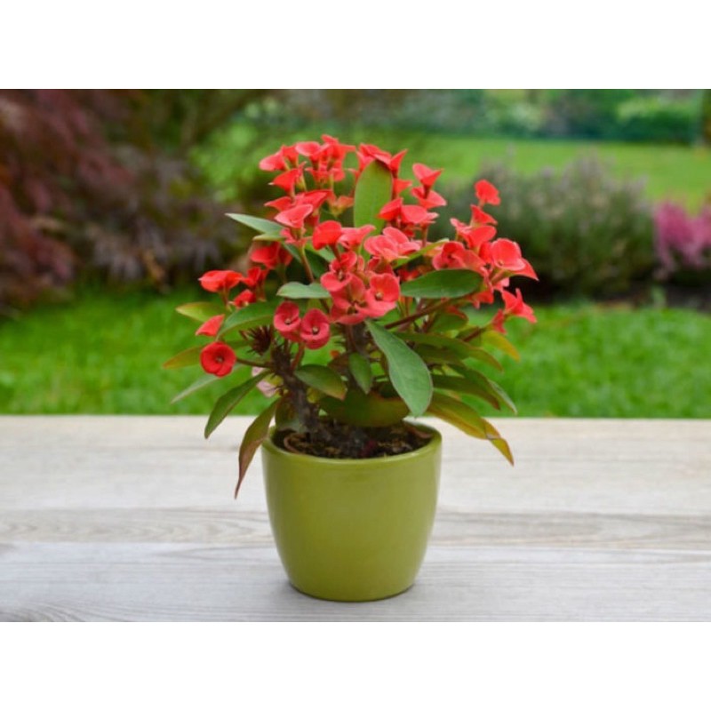 Pokok Bunga Berduri Euphorbia Millia Bunga Poison Pokok Bunga Berduri Euphorbia Millia Bunga Poison