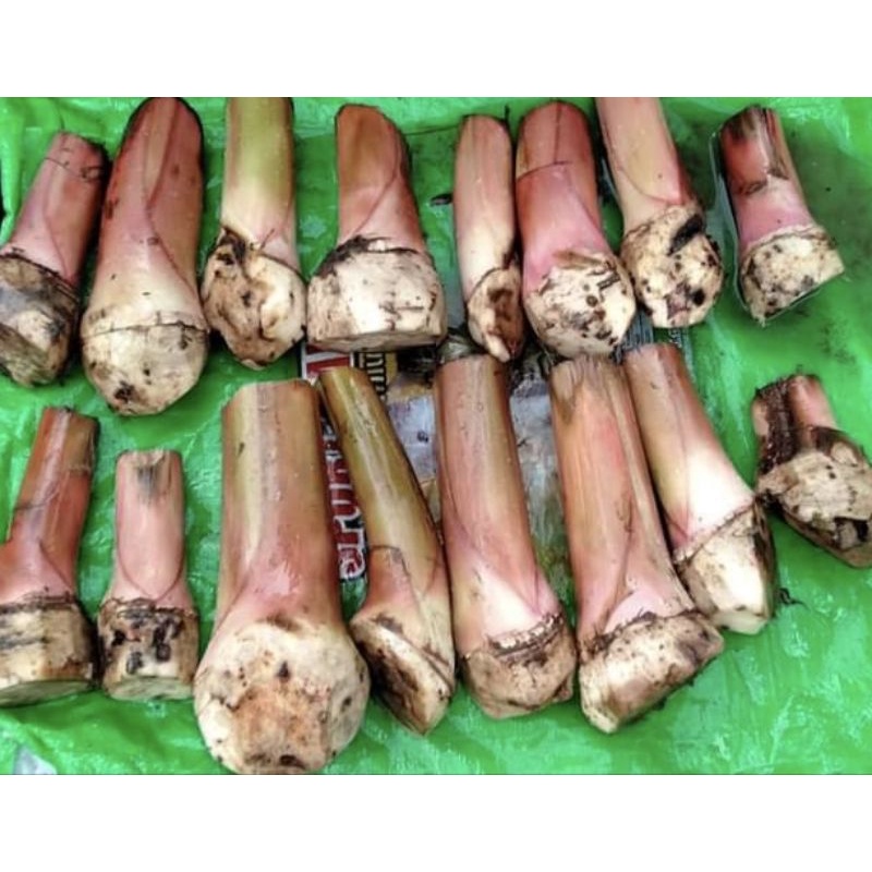 anak-pisang-montel-tanduk-emas-berangan-sulur-shopee-malaysia