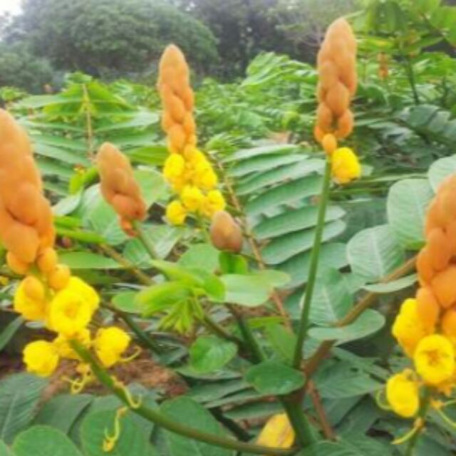 Pokok Gelenggang Senna Biji Benih 30pcs Shopee Malaysia