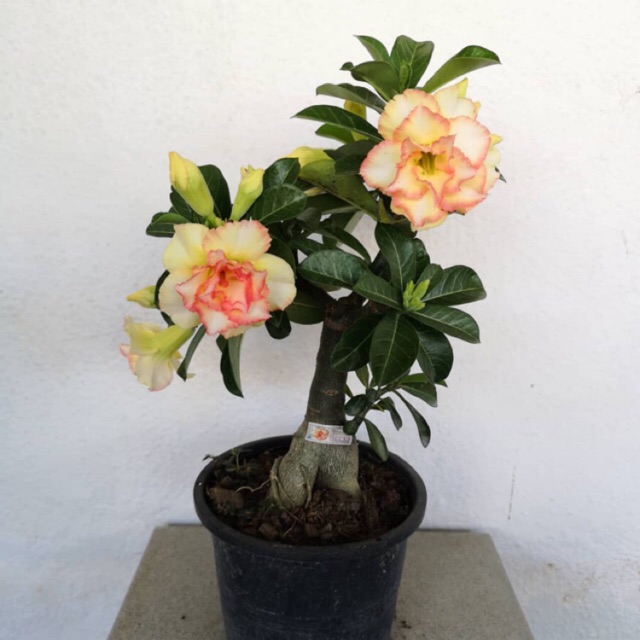 Adenium Desert Rose Random Color Fukuihua Outdoor Flower Plant With Pot Shopee Malaysia