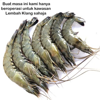 Udang Harimau (±1kg) | (Area KL - Selangor) | Giant tiger prawn shrimp ...