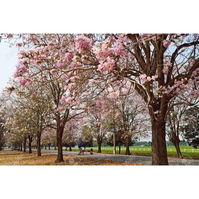 pokok sakura Malaysia @ tecoma @ tabueia rosea, tabuiea aurea 