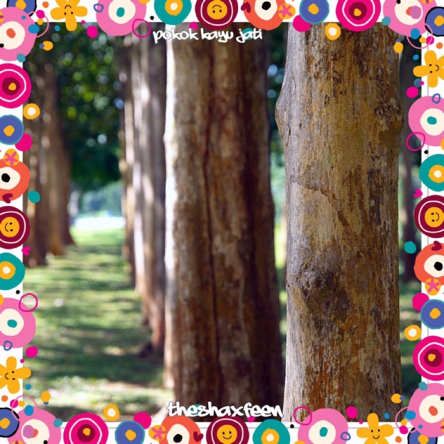 Anak pokok kayu jati Shopee Malaysia Anak pokok kayu jati Shopee Malaysia