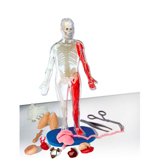 smart lab you explore it human body model