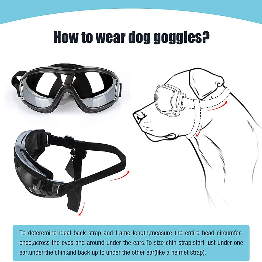 do dogs need eye protection from the sun