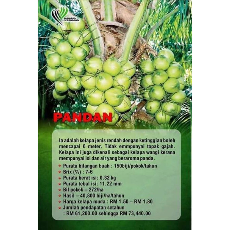 Biji Benih Kelapa Matag Gold/ Green / Orange  Shopee Malaysia