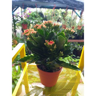 Pokok Bunga Setawar Ready Stok Shopee Malaysia