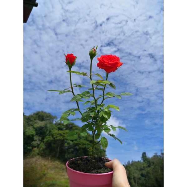 Buy Beli 5 Percuma 1 Anak Pokok Bunga Ros Pokok Kecil Seetracker Malaysia