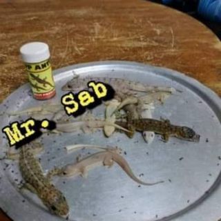 Racun,Ubat Cicak (Jenis Krim) / Lizard Killing Bait Poison 