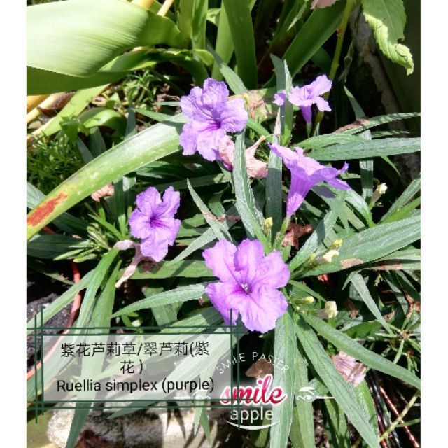 紫花芦莉草 翠芦莉种子ruellia Simplex Seeds Purple Color Flower Shopee Malaysia