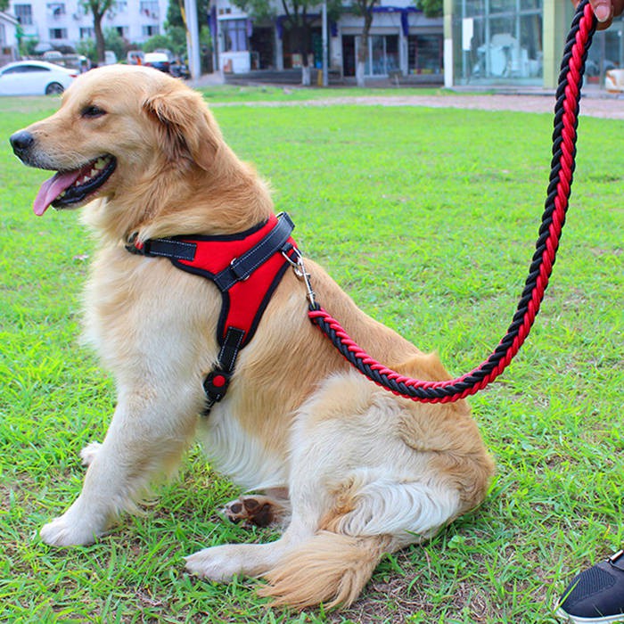 现货 狗链子狗狗牵引绳胸背带小中大型犬泰迪金毛遛狗栓狗绳宠物狗用品 Taiziyi My Shopee Malaysia