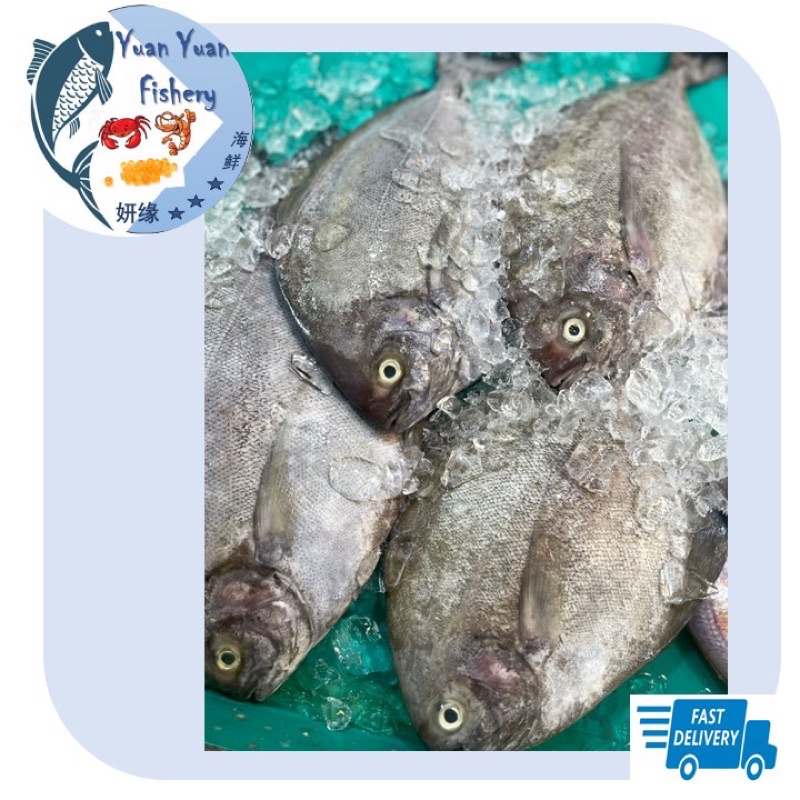 Bawal Hitam / 黑昌/ Black Pomfret Fish