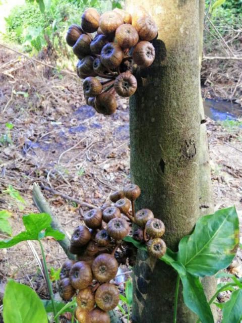 Pokok Ara Dan Buah Ara Sungai Shopee Malaysia