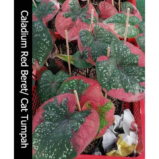 Rare Caladium Keladi Thai Mix Live Plant Pokok Red Beret Double Leaf Nangfa Shopee Malaysia