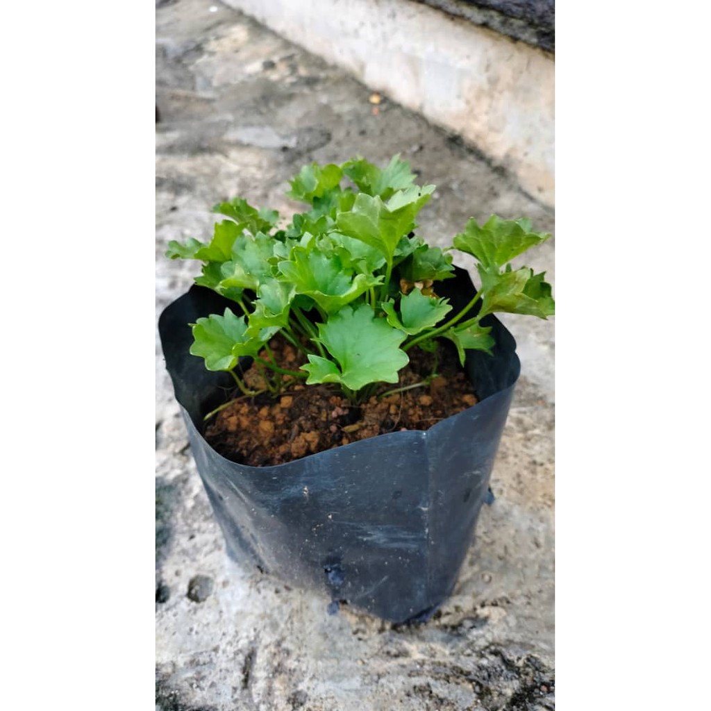 ANAK POKOK PEGAGA DESA KAMPUNG ☘️ Enak Masak Lemak Cili Padi Ulam Awet Muda/Pennywort
