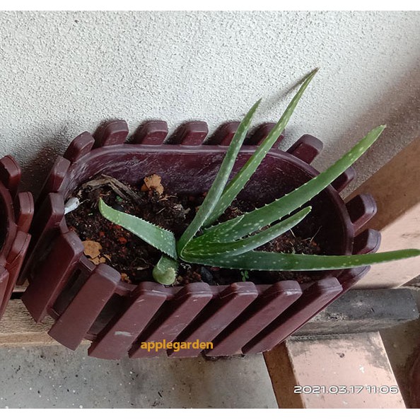 Buy Aloe Vera Pasu Bunga Ready Stock Seetracker Malaysia