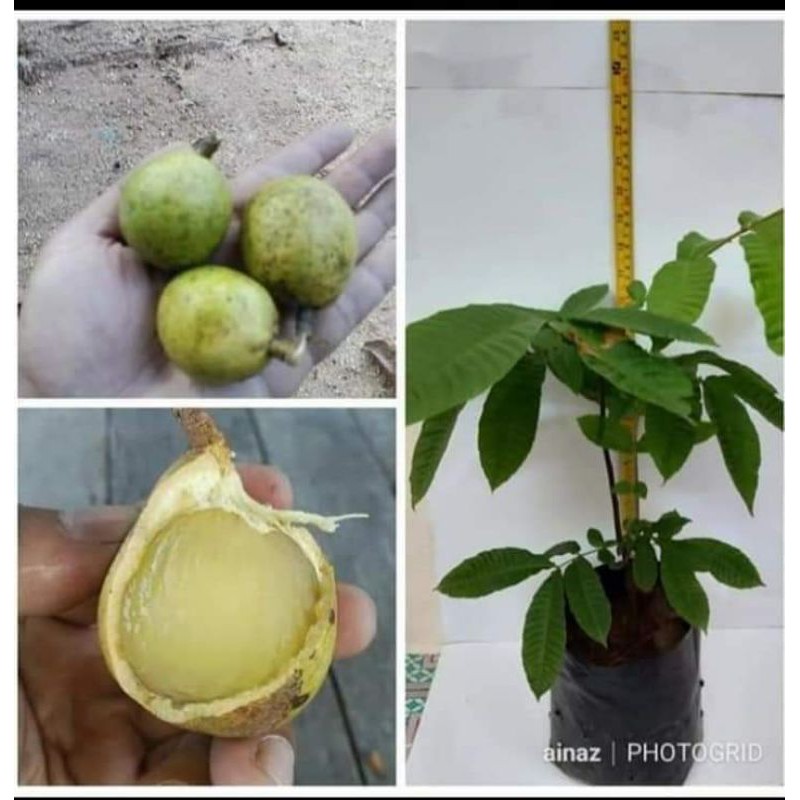 Pokok matoa ( Anak pokok )  Shopee Malaysia