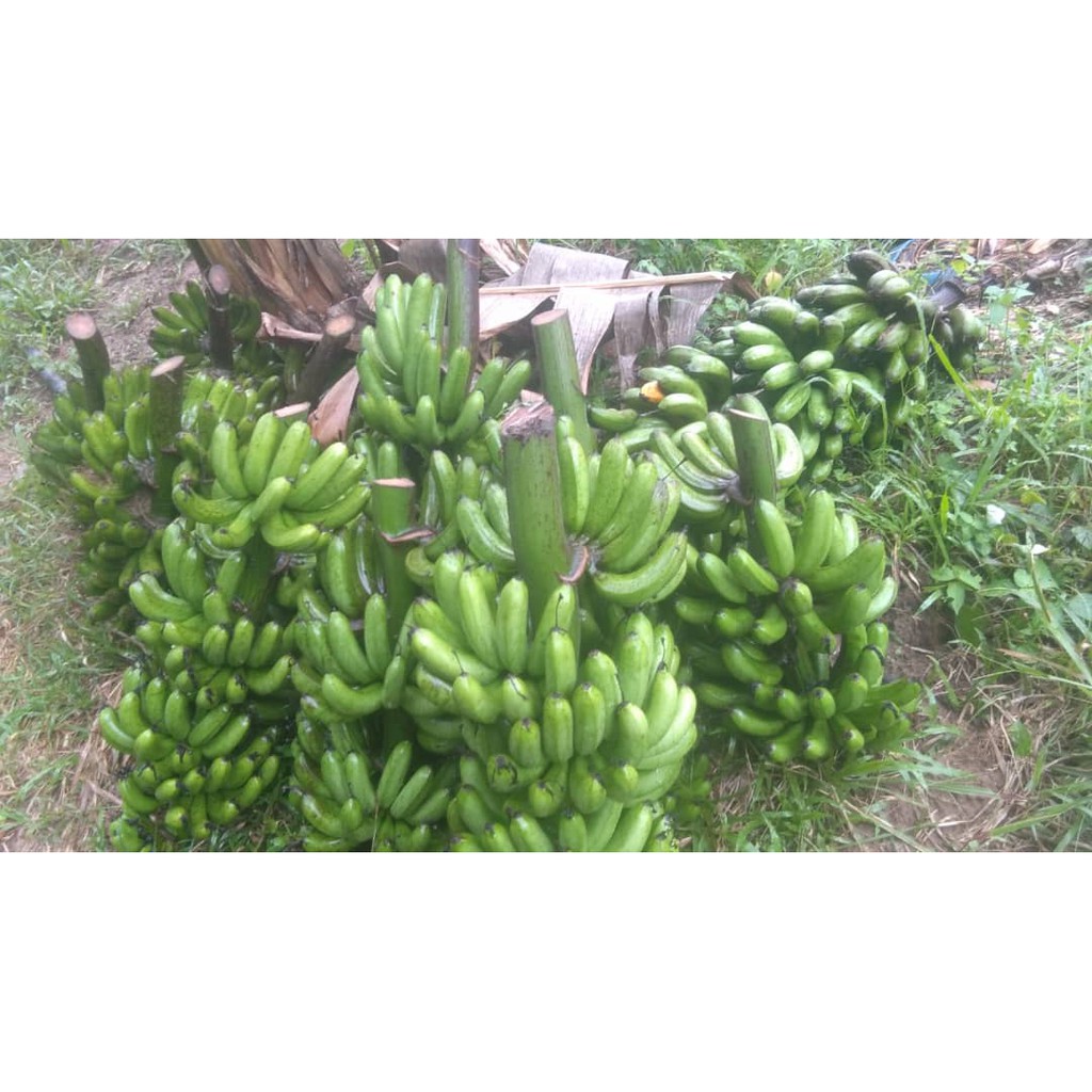 Pisang Berangan Kampong 1kg