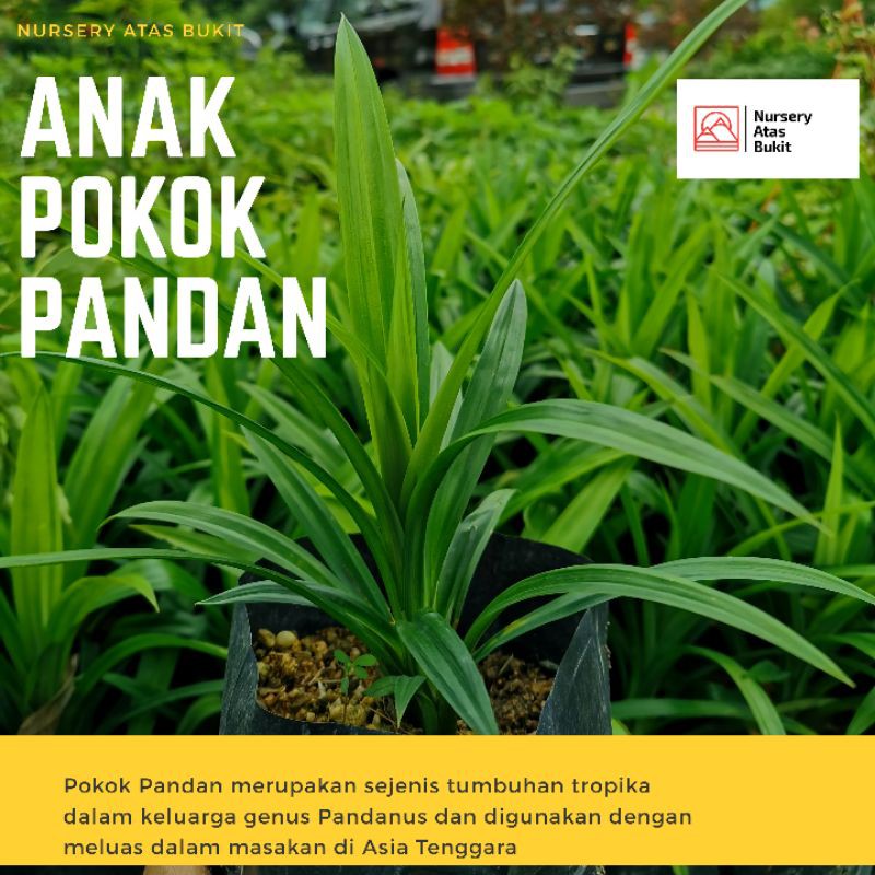 Pokok Pandan Best Seller