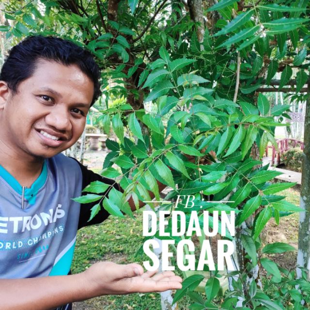 Anak Pokok Semambu Kebuna Putrajaya