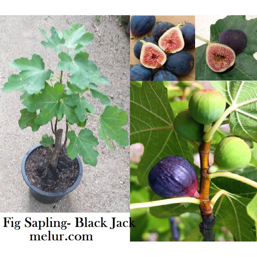 Anak Pokok Tin Blackjack Fig Sappling Blackjack Shopee Malaysia