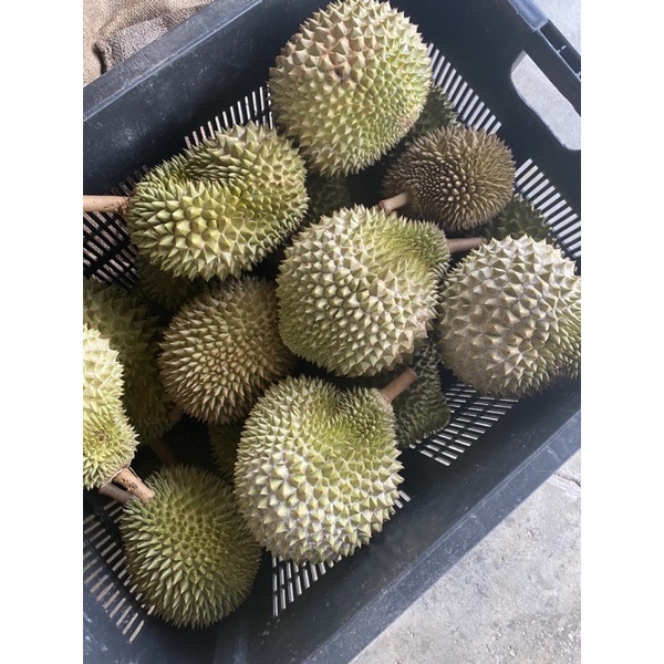 Durian ioi vs udang merah