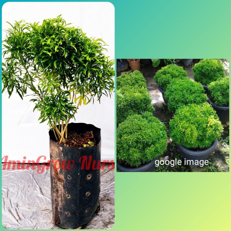 Amingrow Anak Pokok Bola Mas Tong Mas Golden Ball Euodia Hortensis