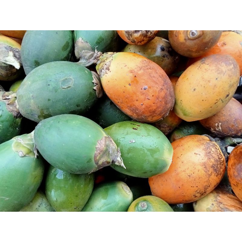 Buy Buah Pinang Muda Tua 5 Biji Seetracker Malaysia