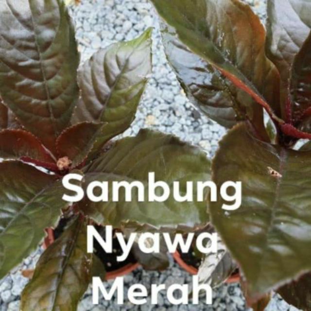 Pokok Ulam Sambung Nyawa Merah @ Hitam (Anak Pokok 1 kaki ...