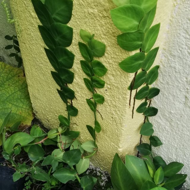 Keratan 6inci Tumbuhan Panjat Dinding Wall Creeping Cuttings 爬啬绿叶6 Shopee Malaysia