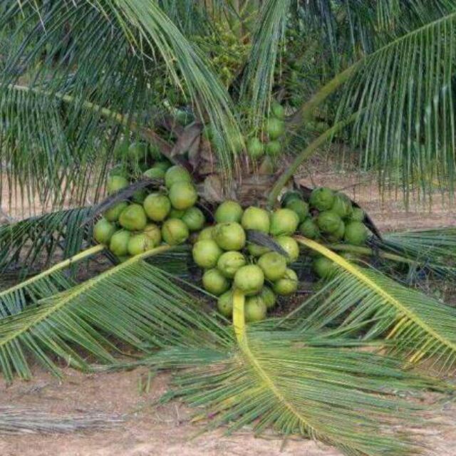  Anak Pokok Kelapa  Mataq Renek dan Kementot Shopee Malaysia