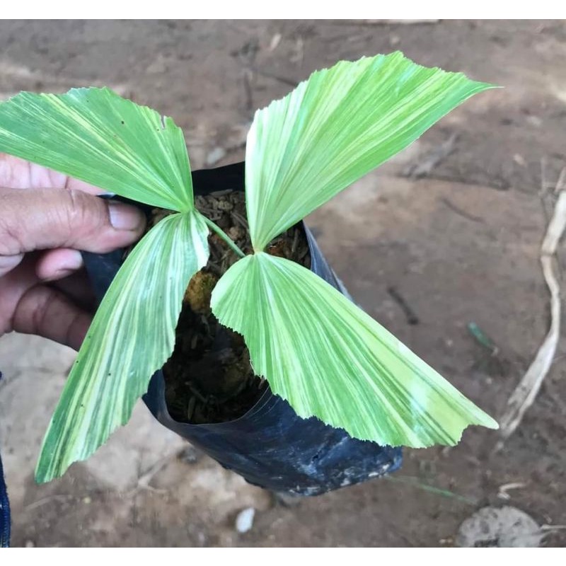 Pokok Hiasan Fish Tail Palm batik Coryota Mitis Variegated landskap