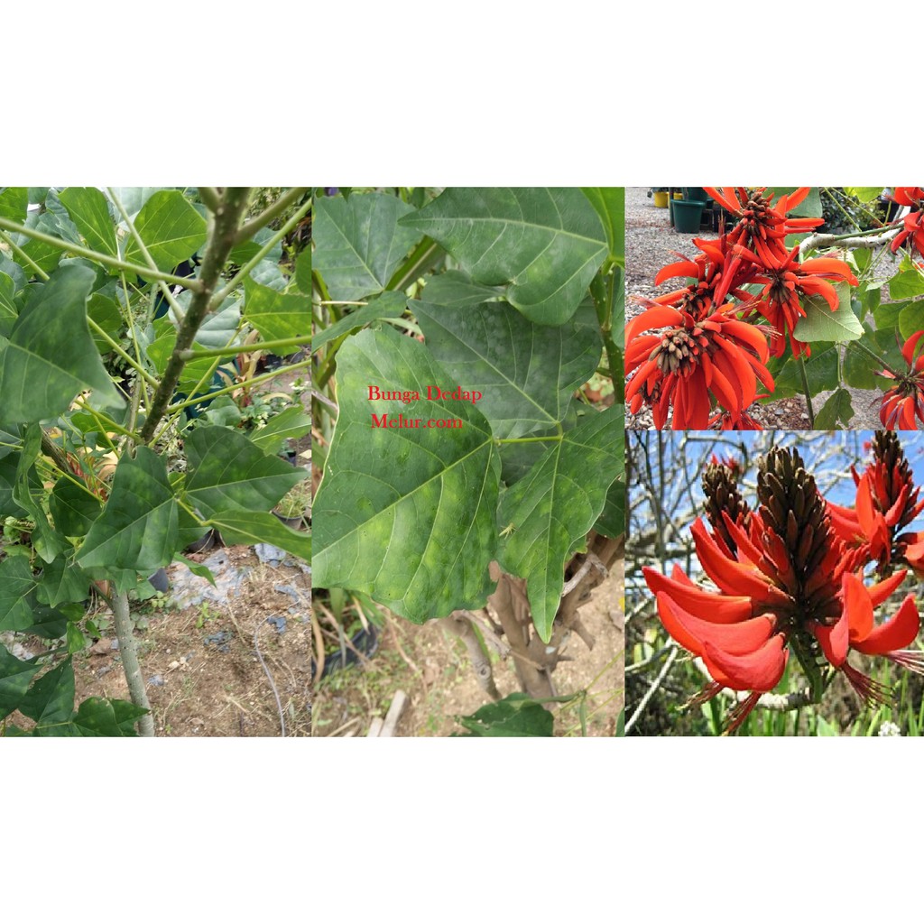 Erythrina Indica Sapling Anak Pokok Dedap Shopee Malaysia