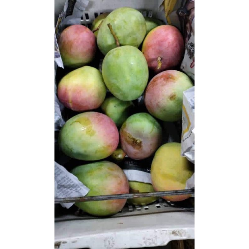 Buah Mangga Epal Buah Pauh Epal Pelam Epal Shopee Malaysia