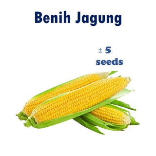 2 2 Biji Benih Sayur Dan Buah Vegetables Seeds Sawi Kuchai Bayam Kailan Salad Ketumbar Sawi Putih Pak Choy Jagung Labu Shopee Malaysia