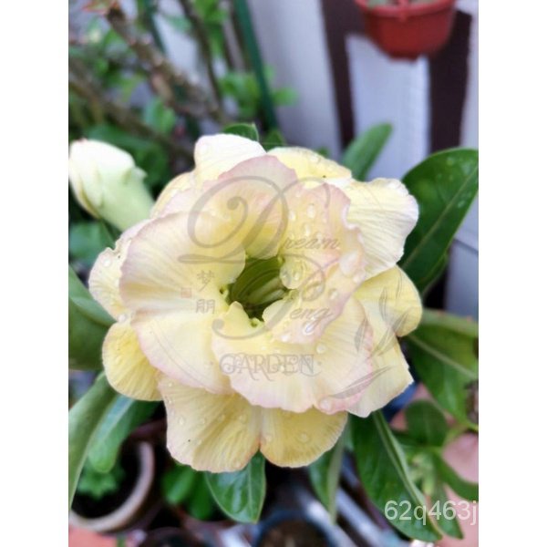 Cqyd Adenium Seeds种子s R 重瓣 沙漠玫瑰obesum 富贵花种子 Shopee Malaysia